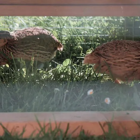 Appartement Rosenhaus 3 Schwarzenberg im Bregenzerwald