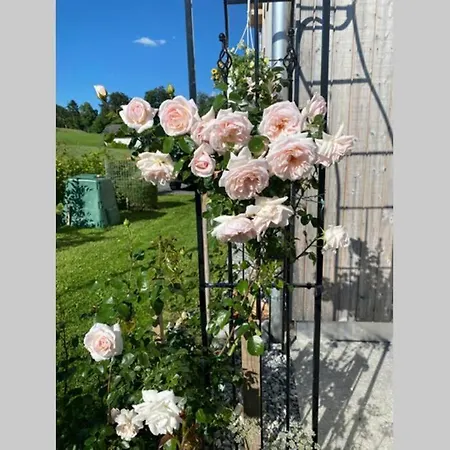 Rosenhaus 3 Appartement